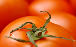 agrosavfe-tomaat