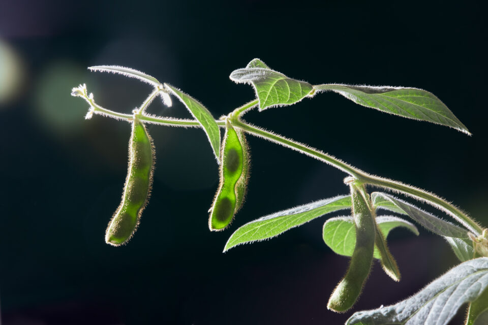 Soja plant Protealis